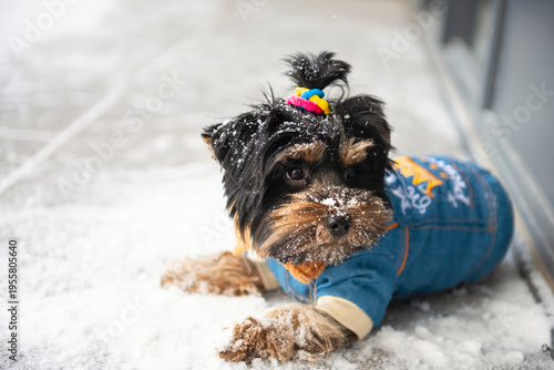 Wallpaper Mural cute Yorkshire Terrier dog walks in the snow in winter Torontodigital.ca