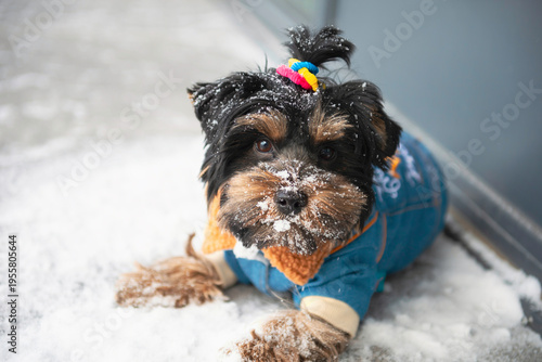 Wallpaper Mural cute Yorkshire Terrier dog walks in the snow in winter Torontodigital.ca