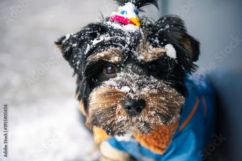 Wallpaper Mural cute Yorkshire Terrier dog walks in the snow in winter Torontodigital.ca