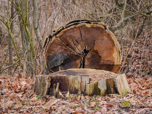 Photography A cut tree trunk with decaying parts and a stump.