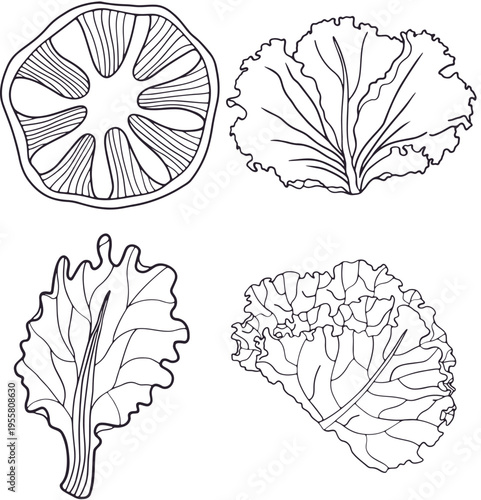 lettuces and a tomato slice