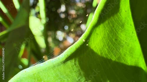 CLOSE UP: Spider mites invasion on a houseplant leaf. Fine and silky webbing is draped across surface, trapping particles and indicating significant parasite infestation that affects health of a plant