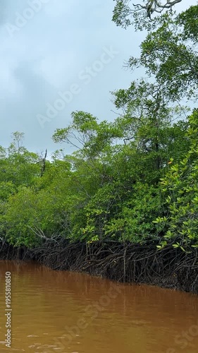 Mangrove forest roots along murky tropical river in Costa Rica. Dense mangrove swamp vegetation with visible tangled root systems along a brown sediment river bank.