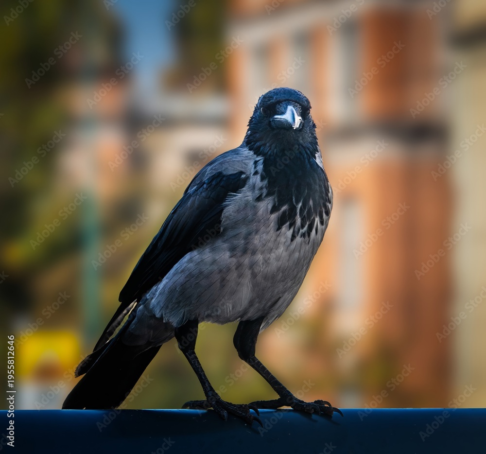 Fototapeta premium A raven stands on a fence, blurred buildings are visible in the background. Sarajevo, capital of Bosnia and Herzegovina.