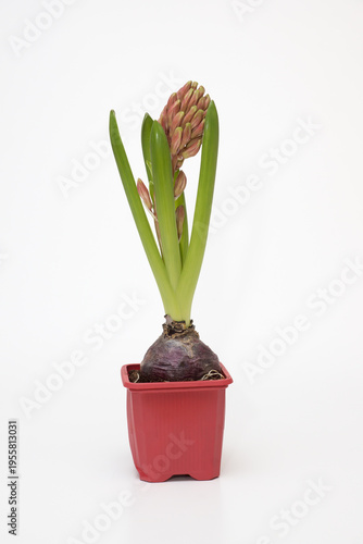spring bulbous flowers in pots
