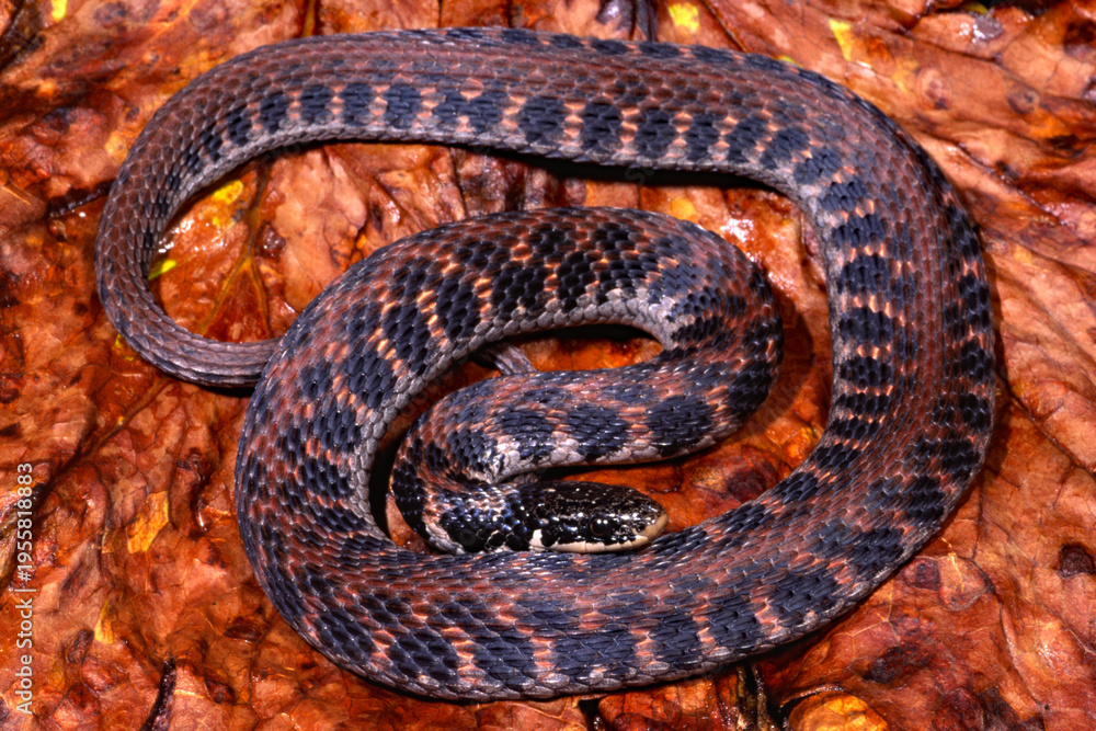 Fototapeta premium Kirtland's snake, Clonophis kirtlandii