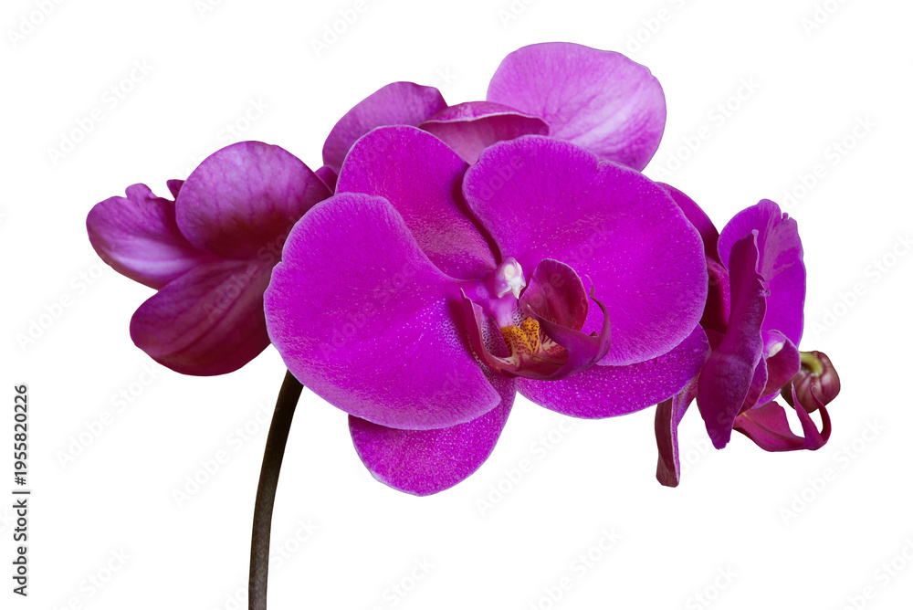 Fototapeta premium Magenta Pink orchid flowers branch isolated on transparent background, png