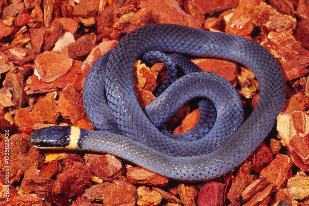 Fototapeta premium Ringneck snake, Diadophis punctatus.