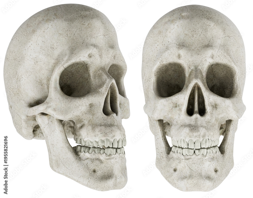 Obraz premium Human skull front and side view. 3D rendering