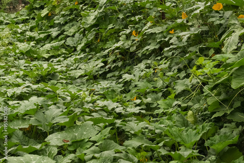 Pumpkin plant climbing foliage in garden for summer season background.