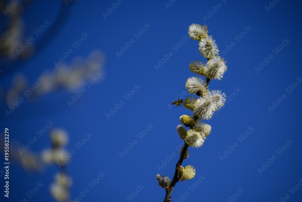 Fototapeta premium A bee pollinating a willow catkin on a branch.