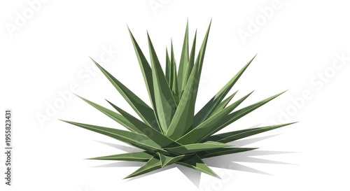 Agave Plant Isolated on White Background