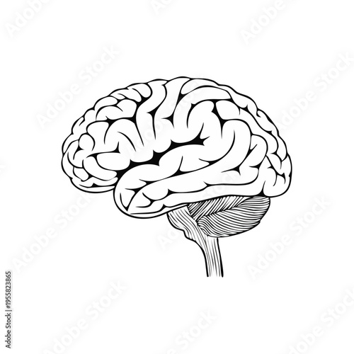 Detailed illustration of a human brain profile with cerebellum and brainstem