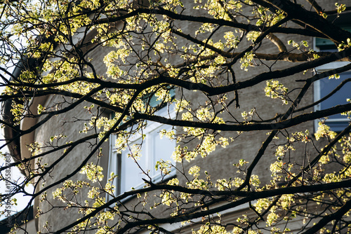 Tree branches with fresh spring leaves in front of a residential building facade in Munich, Germany