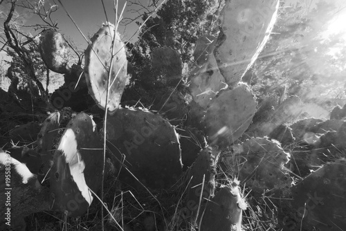 Creative prickly pear cactus angle of plant closeup in black and white