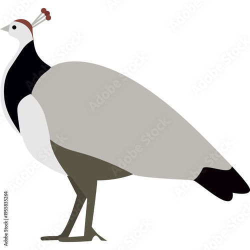 Peacock zoo bird vector icon