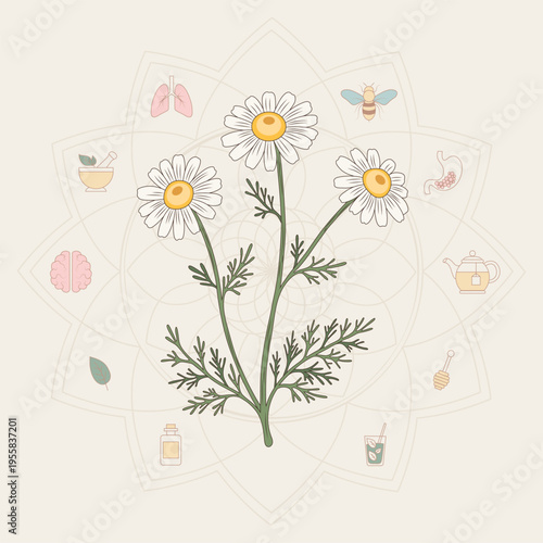 Botanical illustration of camomile flowers with leaves in a soft herbal style.