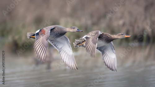 Two Gadwall ducks in flight, the male pursuing the female