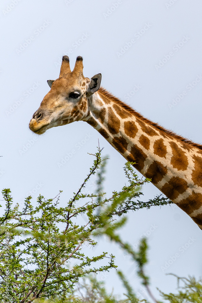 Obraz premium Etosha, Namibia