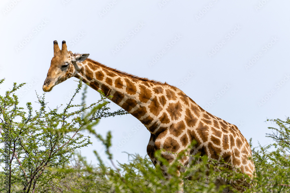 Obraz premium Etosha, Namibia