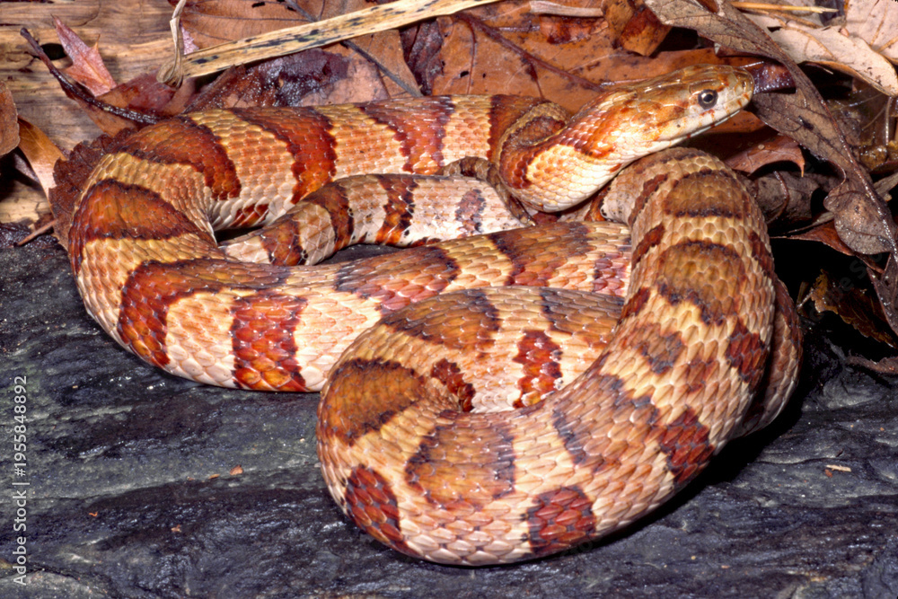 Fototapeta premium Midland watersnake, Nerodia sipedon