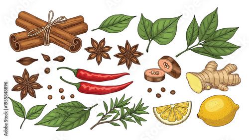 Assortment of hand drawn culinary spices and herbs including cinnamon sticks star anise chili peppers ginger and lemon isolated on a white background.