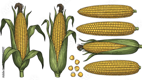 Hand drawn botanical illustrations of corn cobs with green husks and yellow kernels including individual grains isolated on a clean white background.
