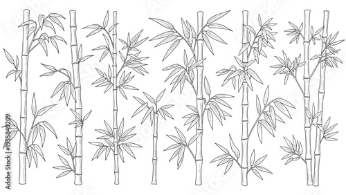 Set of various bamboo branches and stems with detailed leaves in an elegant hand drawn engraving style for oriental and wellness design themes.