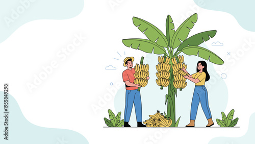 Farmer and a woman harvesting large bunches of yellow bananas from a tropical banana tree in a plantation for agriculture and food themes.