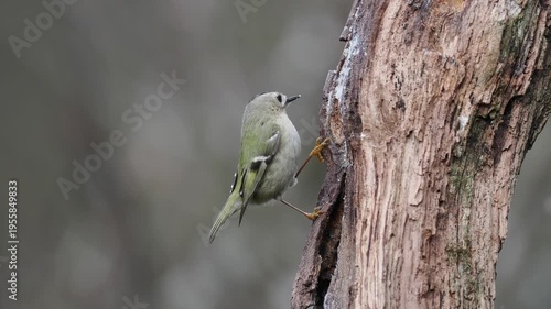 Wintergoldhähnchen, Regulus regulus
