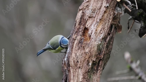 Blaumeise, Cyanistes caeruleus