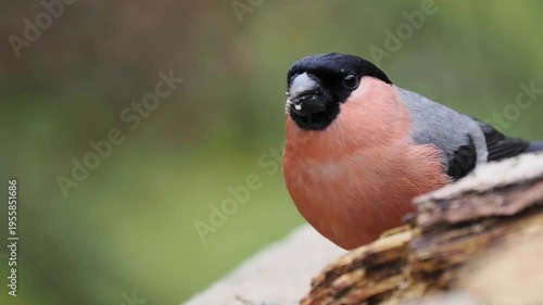 Gimpel, Dompfaff, Eurasian bullfinch, Pyrrhula pyrrhula