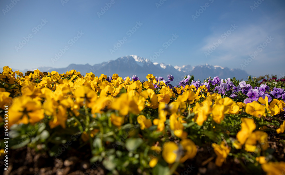 Fototapeta premium Sunny day, Montreux, Swiss