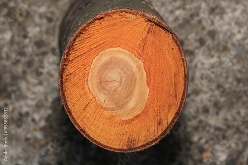 macro photograph of a dried tree cross-section