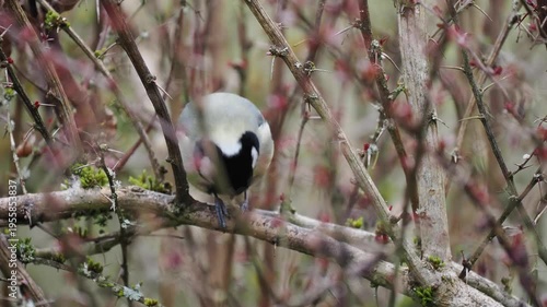Kohlmeise, Parus major


