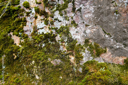 Natural moss and lichen texture on ancient stone wall, organic green forest background