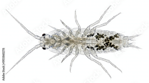 Microscopic view of a translucent aquatic crustacean, revealing its intricate ventral anatomy, numerous legs, and internal details, representing hidden freshwater life