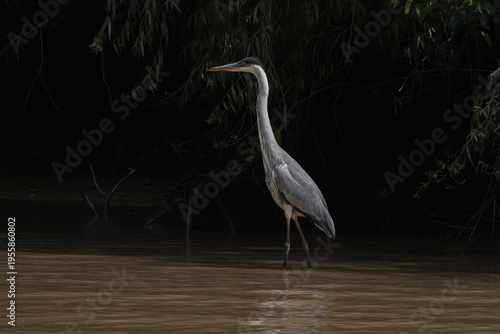 Foto Garza en el delta