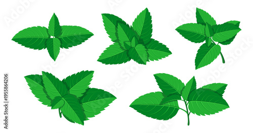 Set of green mint leaves in cartoon style. Vector illustration of fresh mint leaves of various shapes, sizes, twigs isolated on a white background. Medicinal plants. Useful vitamin plants.