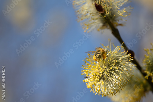 close-up of a bee searching for pollen on the flowers of a willow tree.