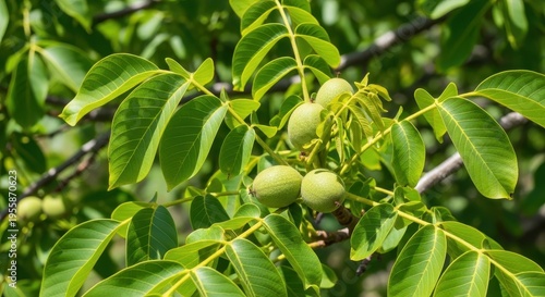 Lush green foliage of a mature walnut tree branch heavily laden with developing nuts, thriving under bright summer sunlight in the orchard, healthy, plantation, healthy