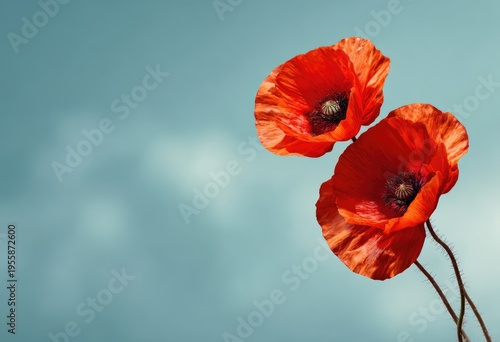 Two vibrant red poppy flowers against a serene blue sky backdrop.