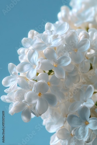 Delicate White Lilac Blossoms Against a Serene Blue Backdrop.