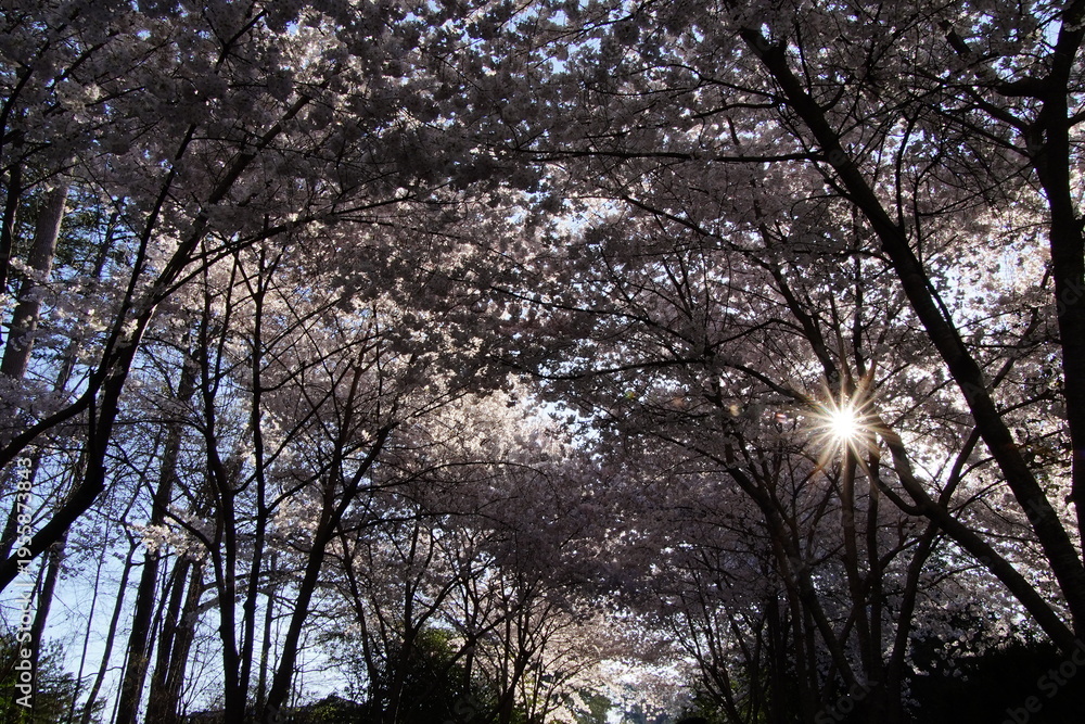 Naklejka premium Delicate cherry blossom branches in full bloom, featuring soft pink and white flowers against a dreamy bokeh background, capturing the fleeting beauty of spring. stunning close-up of cherry blossom