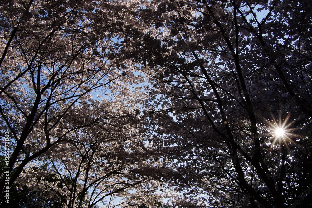Obraz premium Delicate cherry blossom branches in full bloom, featuring soft pink and white flowers against a dreamy bokeh background, capturing the fleeting beauty of spring. stunning close-up of cherry blossom