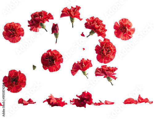 Numerous vibrant red carnations, some with buds and scattered petals, float