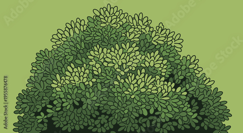 Green Broccoli Vegetable Close Up View.