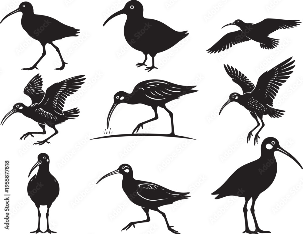 Fototapeta premium Curlew Bird Long Beak Shore Silhouette