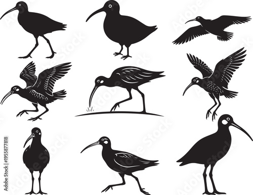Curlew Bird Long Beak Shore Silhouette