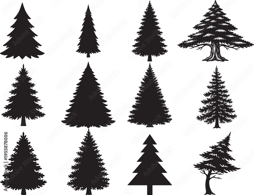 Fototapeta premium Evergreen Pine Tree Natural Forest Shape Silhouette
